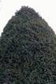 Juniperus chinensis Blue Alps IMG_9437 Jałowiec chiński